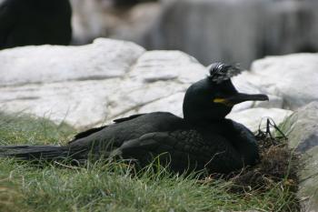 Farne Islands 06-05-06