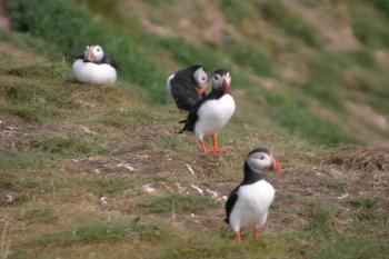 Farne Islands 06-05-06