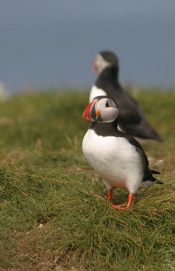 Farne Islands 06-05-06