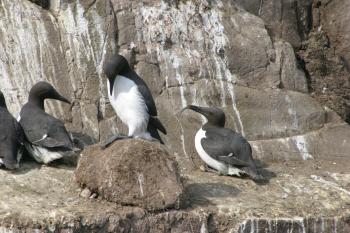 Farne Islands 06-05-06