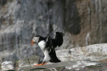 Farne Islands 06-05-06