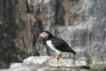 Farne Islands 06-05-06