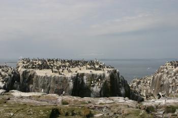 Farne Islands 06-05-06