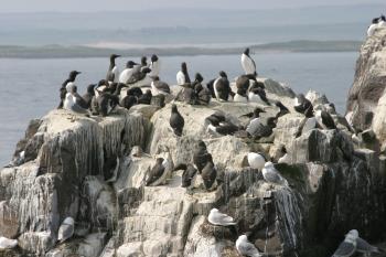 Farne Islands 06-05-06