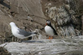 Farne Islands 06-05-06