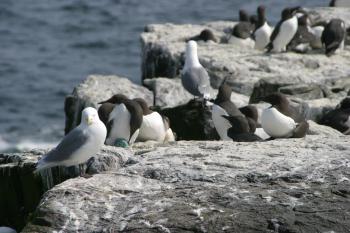 Farne Islands 06-05-06