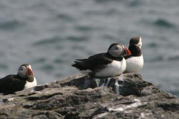 Farne Islands 06-05-06