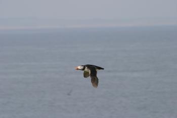 Farne Islands 06-05-06