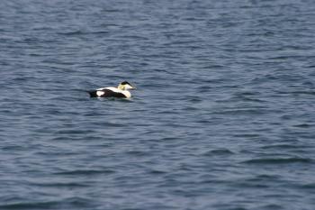 Farne Islands 06-05-06