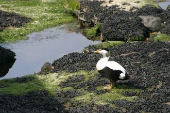 Farne Islands 06-05-06